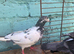 Pigeons for sale