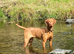 Gorgeous Vizslas