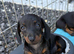Kc miniature dachshund