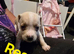 Staffy cross puppies