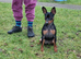 Male Miniature Pinscher &ndash; 12 Months &ndash; Show Quality