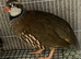 Red legged partridge