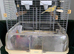 Canary hen &cage