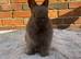 Netherland Dwarfs - Ready Now