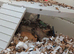 Two Female Gerbils