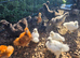 Silkie Chicks