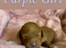 Beautiful F4B Miniature Goldendoodle Puppies