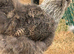 BREEDING TRIO OF SILKIES