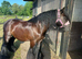 Beautiful black gelding cob
