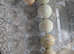 MAGPIE DUCK HATCHING EGGS
