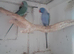 Breeding pair's of Ringnecks