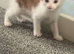 3 kittens