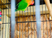 Lovely bird