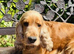 LYNCHAM COCKER SPANIELS