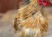 Serama silkie Cockerell