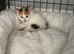 Kittens 8 weeks old