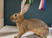 Belgian Hare Bucks pure