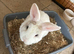 6 month old rabbit with cage