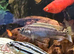 Julidechromis cichlid