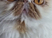 Beautiful Persian Cat for Loving Home