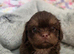 Imperial Shih Tzu Puppies