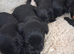 Black schnauzer puppies for sale