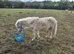 Beautiful palomino gelding