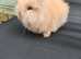 Purebred doublemane lionhead babies ready now