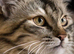 Hypoallergenic Siberian cat