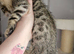Bengal cross ragdoll boy