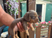 Chocolate and tan boy sausage dog