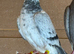 5 Racing Pigeons, Rolling and Afghani Pigeons for sale