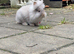 Lionhead Male