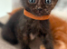 Five beautiful kittens looking for their living homes
