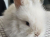 Lionhead babies