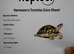 Hermaans tortoise for sale