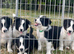 READY NOW - The prettiest Border Collies you will see today