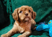 Chocolate Ruby Cavalier King Charles Spaniel