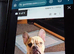 Frenchbull dog cross chihuahua