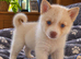 Last 3 Remaining Pomsky Puppies