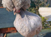 POL Polish Bantam Pullets