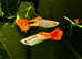 Snakeskin Guppy ( 1 male + 1 female ), Fry Snakeskin Guppy.  Pick up in Croydon. in Croydon