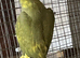 Male ring Neck DNA