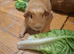 Guinea pigs californium and gold crested