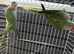 BABY ALEXANDRINE PARROTS