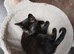 Mixed breed kittens