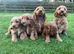 Gorgeous show type Cockerpoo Puppies