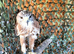 Ferruginous Hawk (Male)