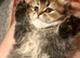 Beautiful kitten girl