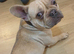 French Bulldog Puppies – 2 Girls – Born 7th June
